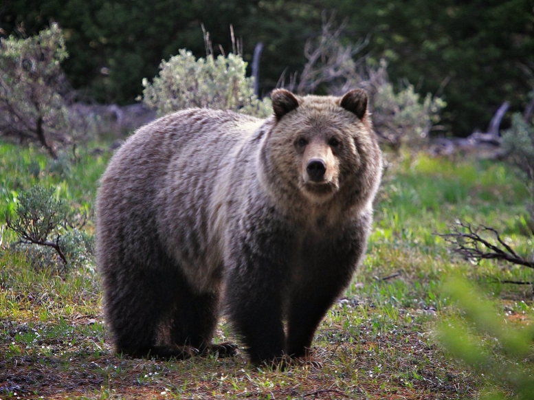 Brown bear facts and features