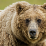 Brown bear physical features and habitat