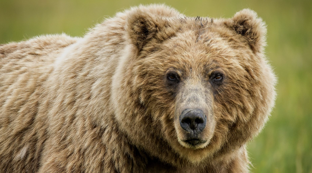 Top 10 Facts about Brown Bear