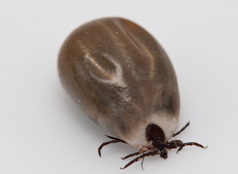 Brown dog tick body characteristics and features