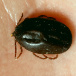 Brown dog tick life history characteristics