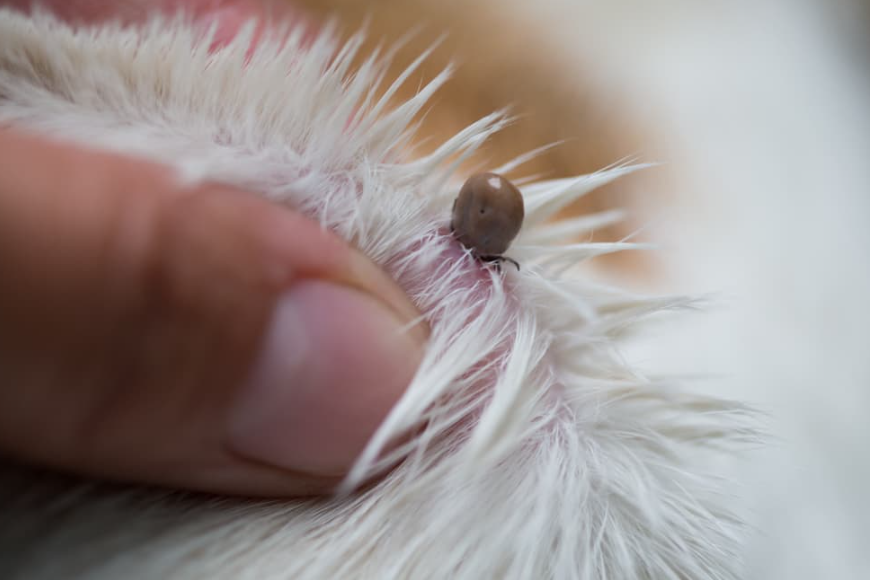 Brown dog ticks life history characteristics