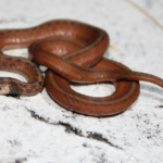 Brown snake body and physical characteristics