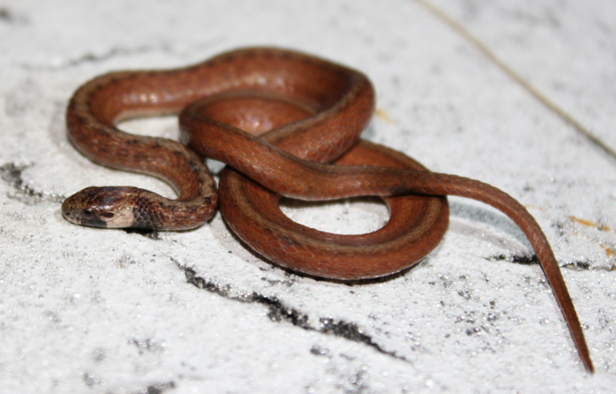 Top 10 Facts about Brown Snake