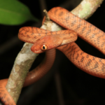 Brown tree snake body characteristics and features