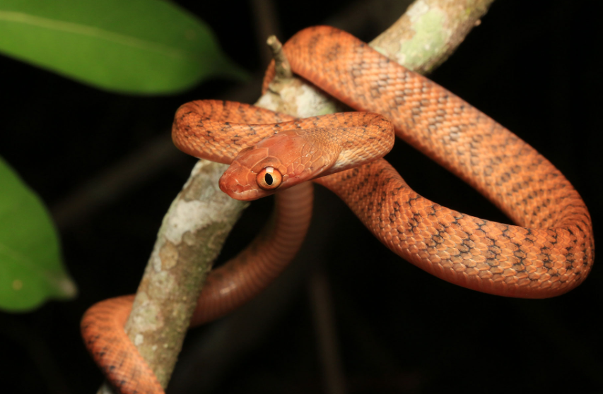 Top 10 Facts about Brown Tree Snake