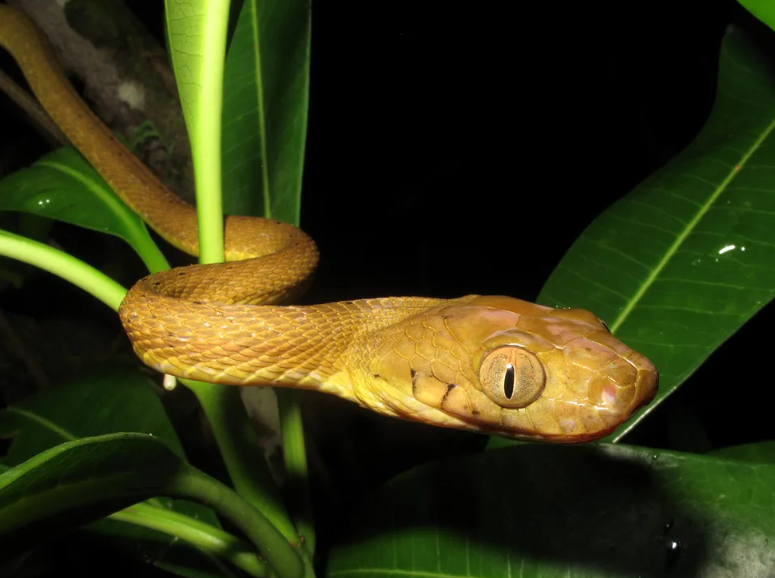 Brown tree snake food, habitat, body characteristics and features