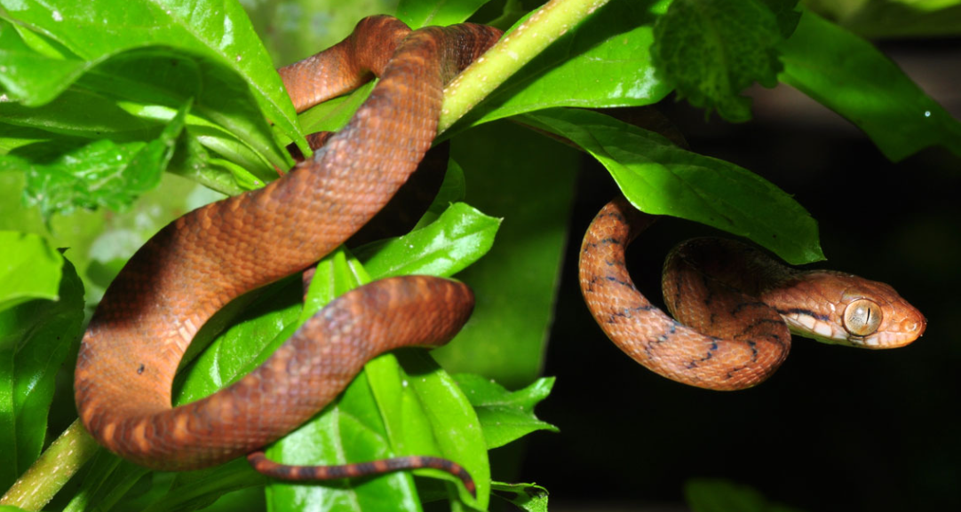 Brown tree snake physical features and habitat