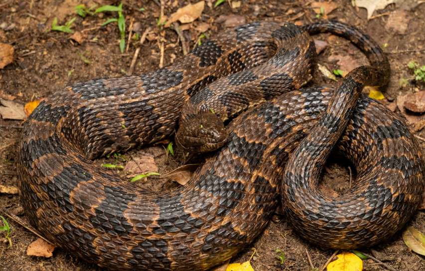 Brown water snake body characteristics and features