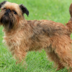 Brussels Griffon body characteristics and features