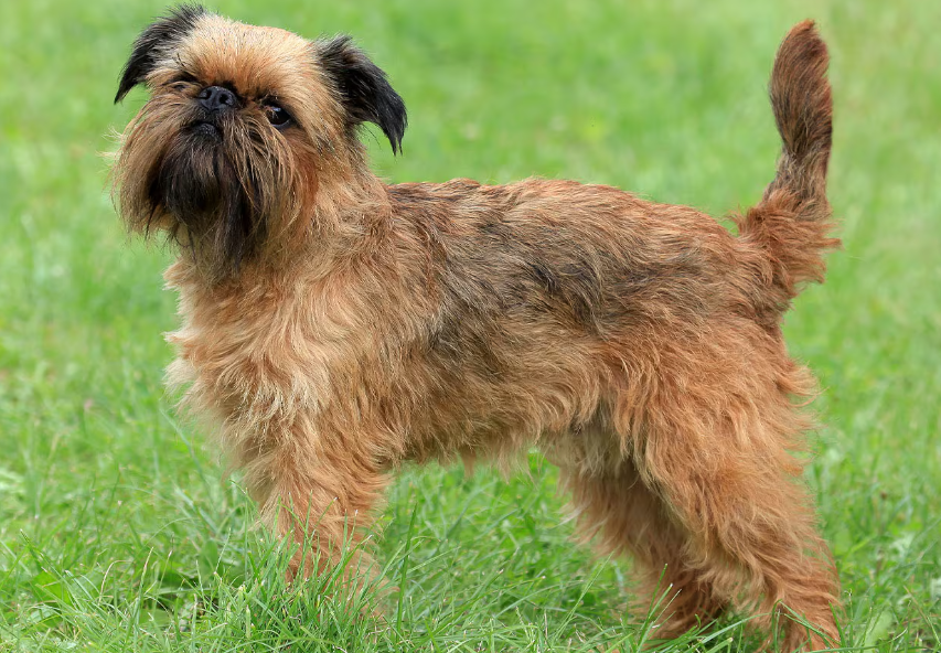Top 10 Facts about Brussels Griffon dog