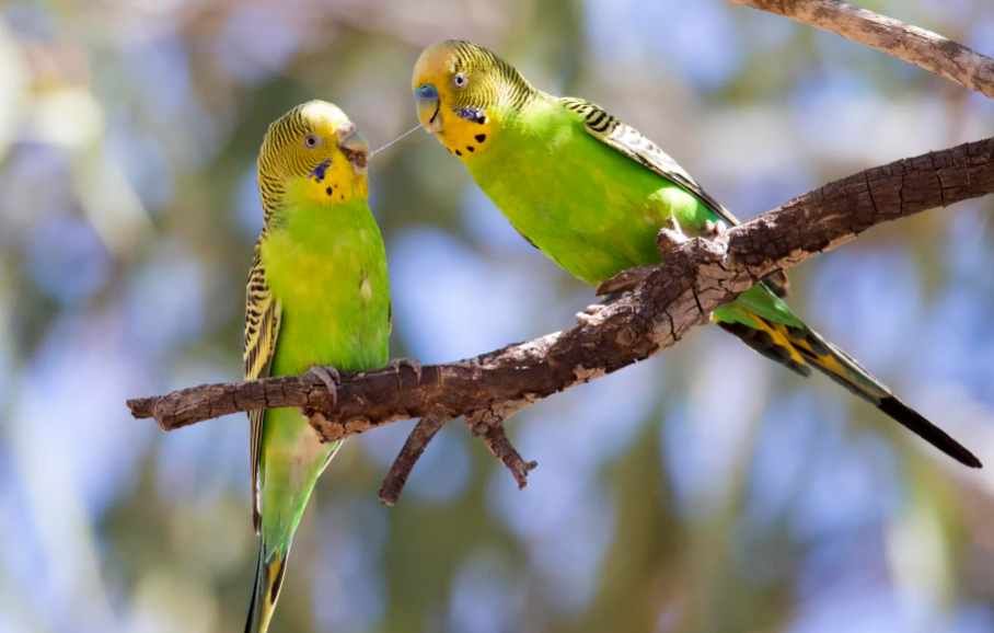 Budgerigar physical characteristicks