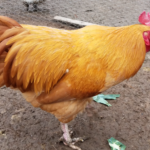Buff Orpington Chicken body characteristics and features