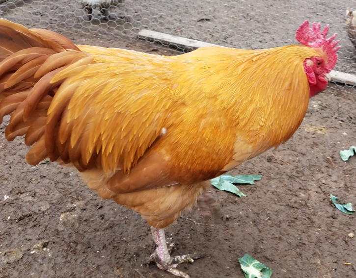 Top 10 Facts about Buff Orpington Chicken