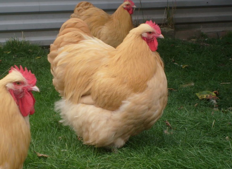 Buff Orpington Chicken - diet, habits, behavior and characteristics