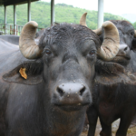 Buffalo life history characteristics