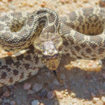 Bull Snake body characteristics and features