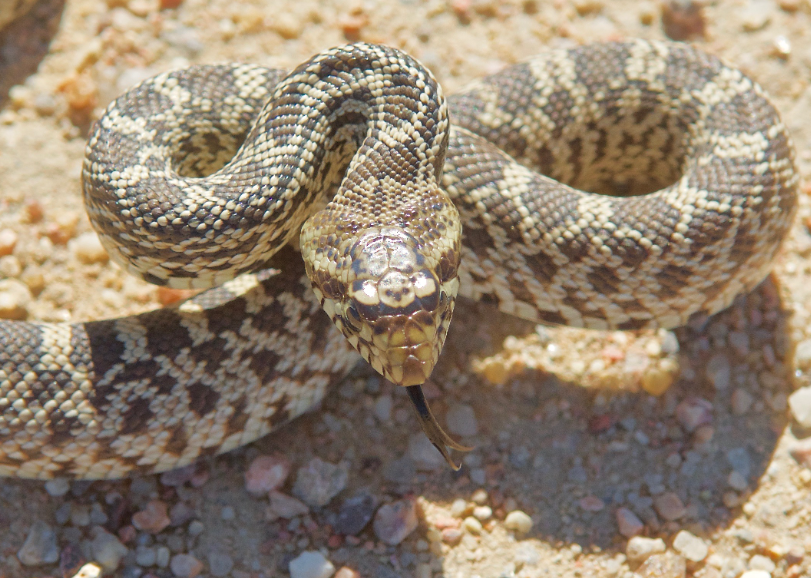 Top 10 Facts about Bullsnake