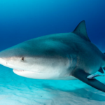 Bull shark body characteristics and features