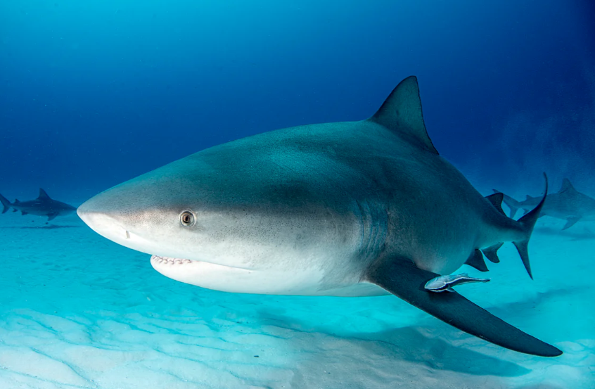 Bull shark body characteristics and features