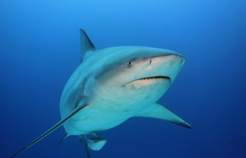 Bull shark life history characteristics