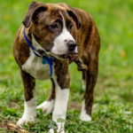 Bullboxer dog physical characteristics