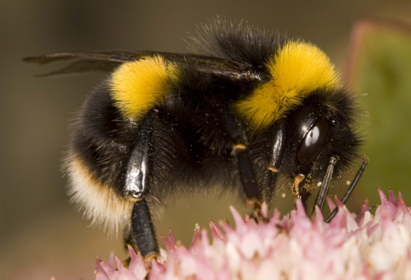 Bumblebee body characteristics and features