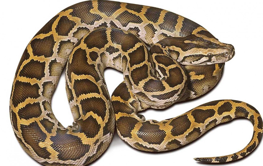 Top 10 Facts about Burmese Python Snake