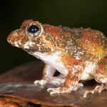 Burrowing Frog physical characteristics
