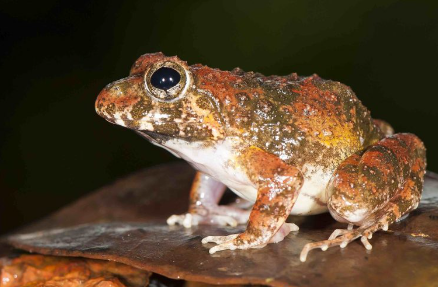 Top 10 Facts about Burrowing Frog
