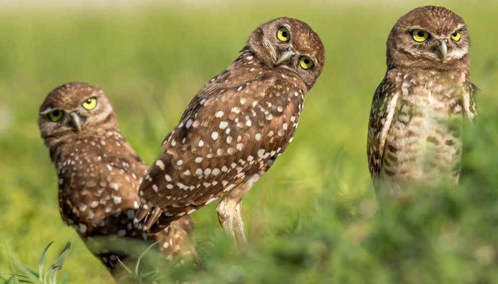 Burrowing Owl body characteristics and features