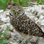 Burrowing Owl - diet, habits, behavior and characteristics