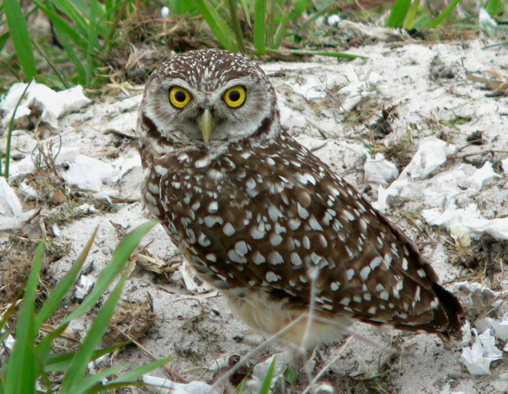 Top 10 Facts about Burrowing Owl