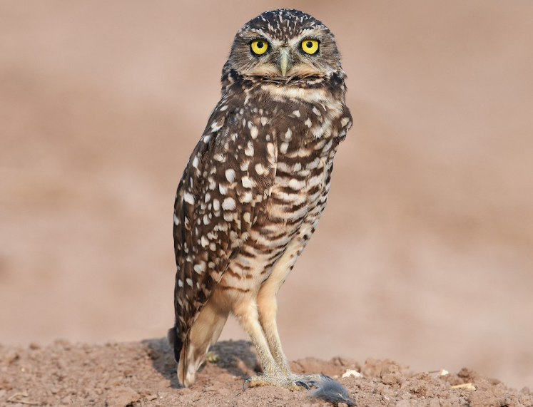 Burrowing Owl facts and features