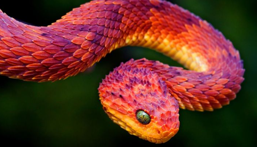 Bush Viper Snake physical features and habitat