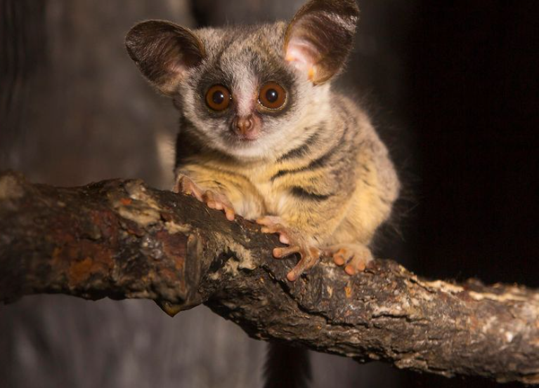 Bush baby body characteristics and features