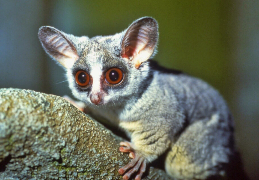 Top 10 Facts about Bush Baby Ape