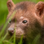 Bush dog life history characteristics