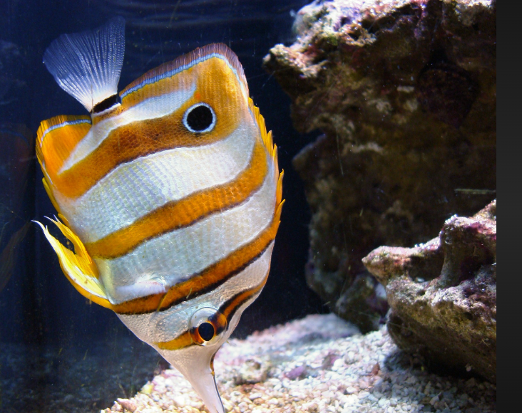 Butterfly Fish facts and habitat