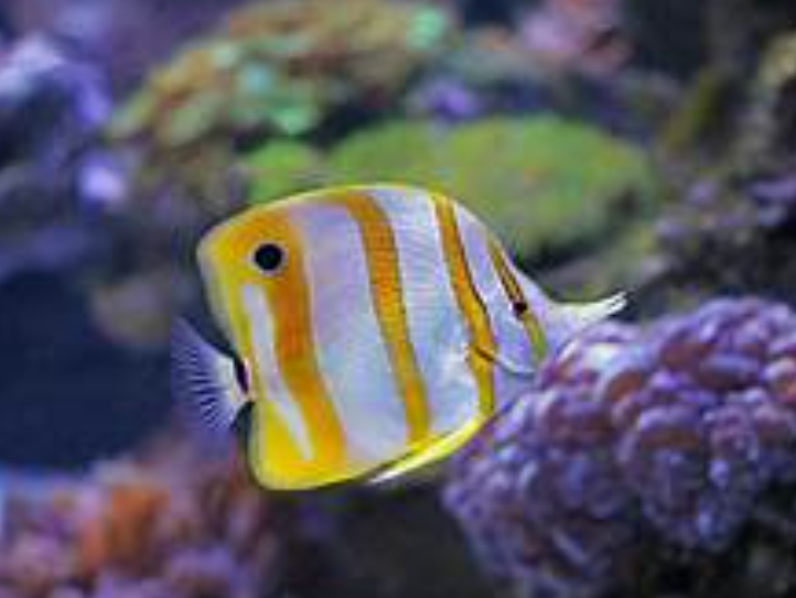 Butterfly fish facts and features