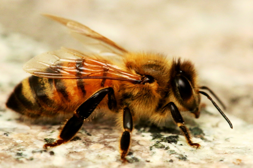 Honey Bee body characteristics and features