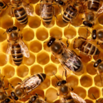 Honey Bees physical characteristics