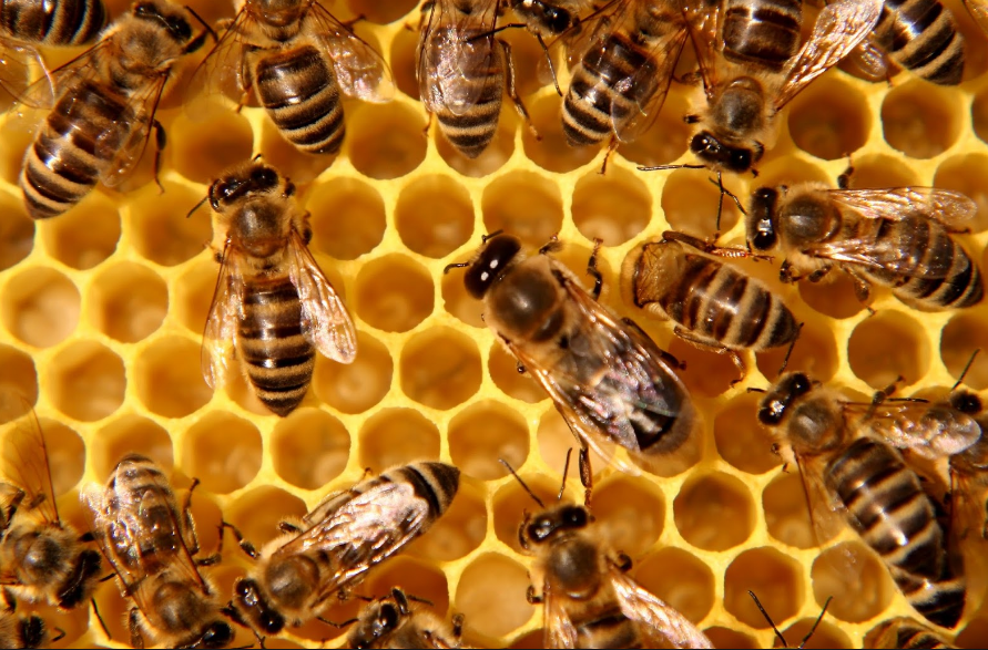 Top 10 Facts About Bees insects