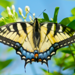 Swallowtail Butterfly body characteristics and features
