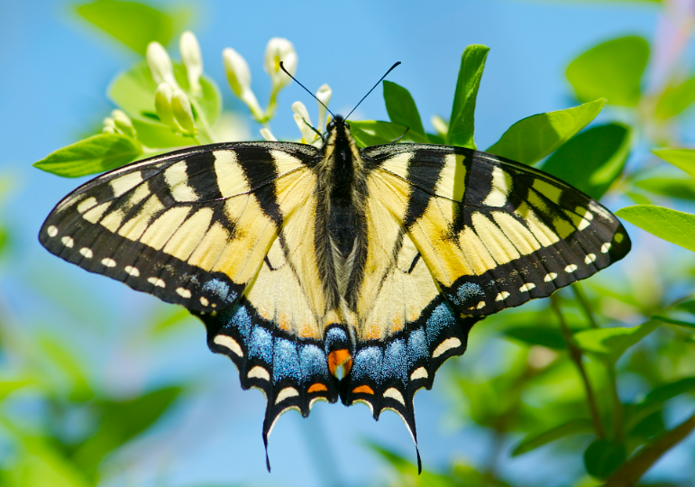 Swallowtail Butterfly body characteristics and features