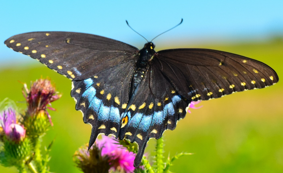 Swallowtail Butterfly physical characteristics