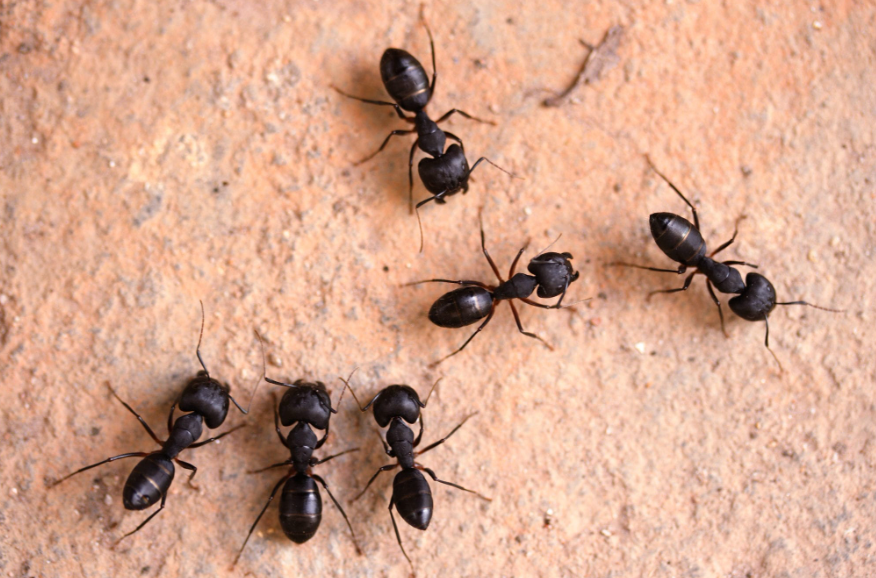 ants facts and features