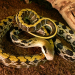beauty rat snake body characteristics and features