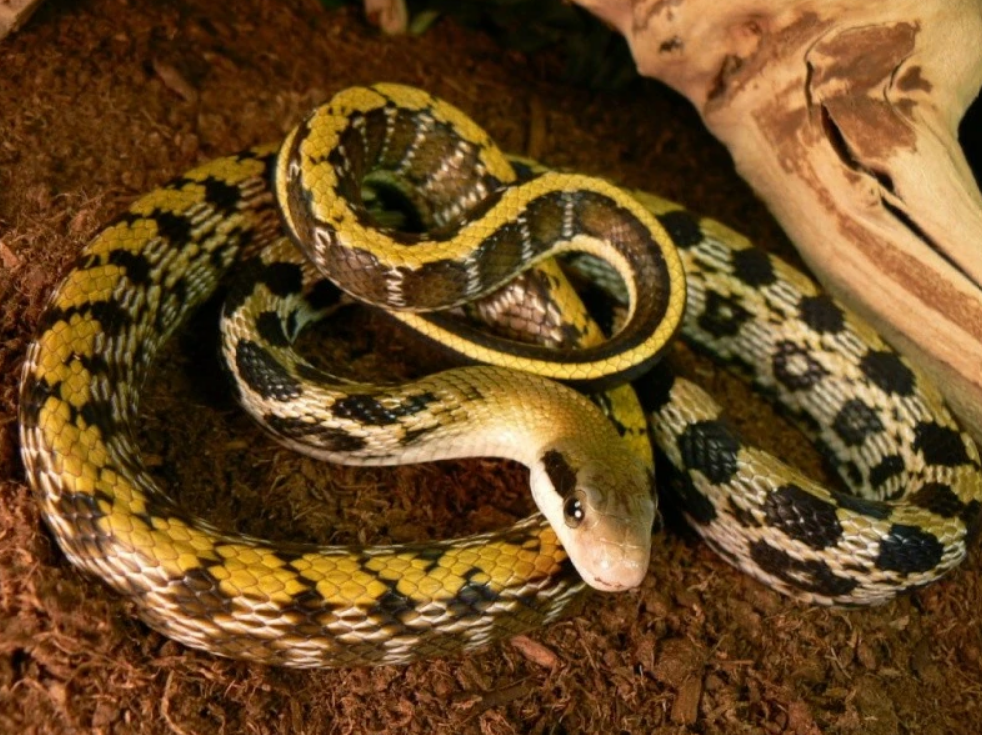 Top 10 Facts about Beauty Rat Snake