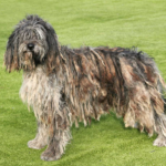 bergamasco dog body characteristics and features